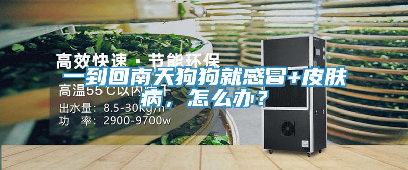 一到回南天狗狗就感冒+皮膚病，怎麽辦？
