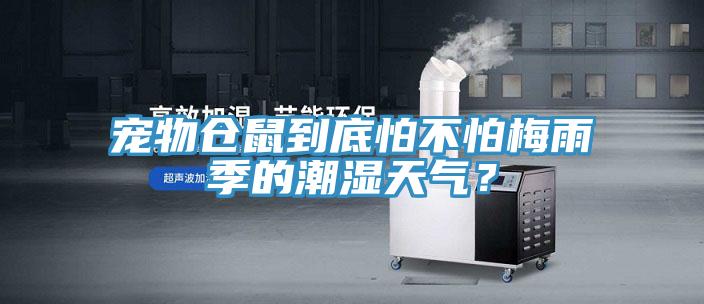寵物倉鼠到底怕不怕梅雨季的潮濕天氣？