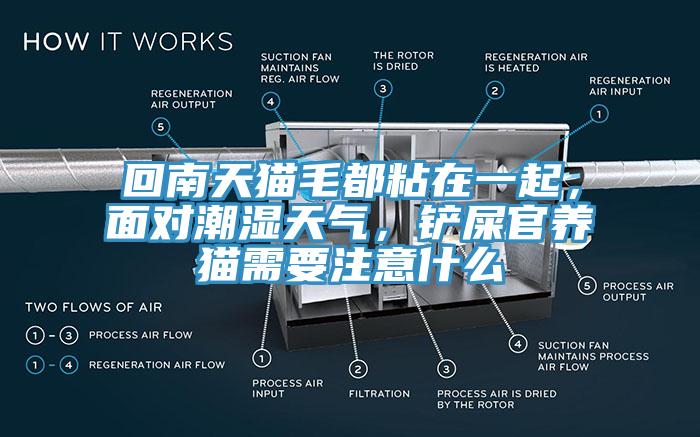 回南天貓毛都粘在一起，麵對潮濕天氣，鏟屎官養貓需要注意什麽