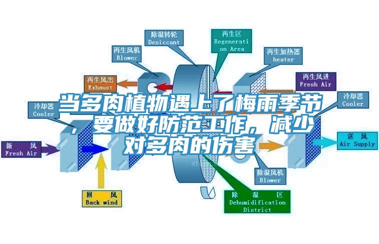 當多肉植物遇上了梅雨季節，要做好防範工作，減少對多肉的傷害