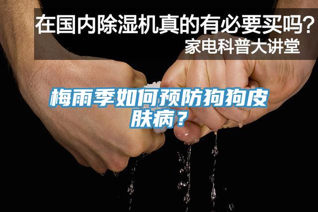 梅雨季如何預防狗狗皮膚病？