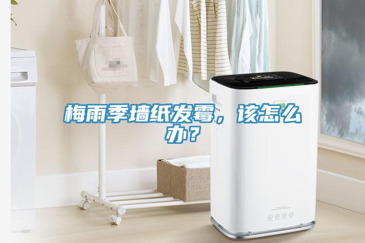 梅雨季牆紙發黴，該怎麽辦？